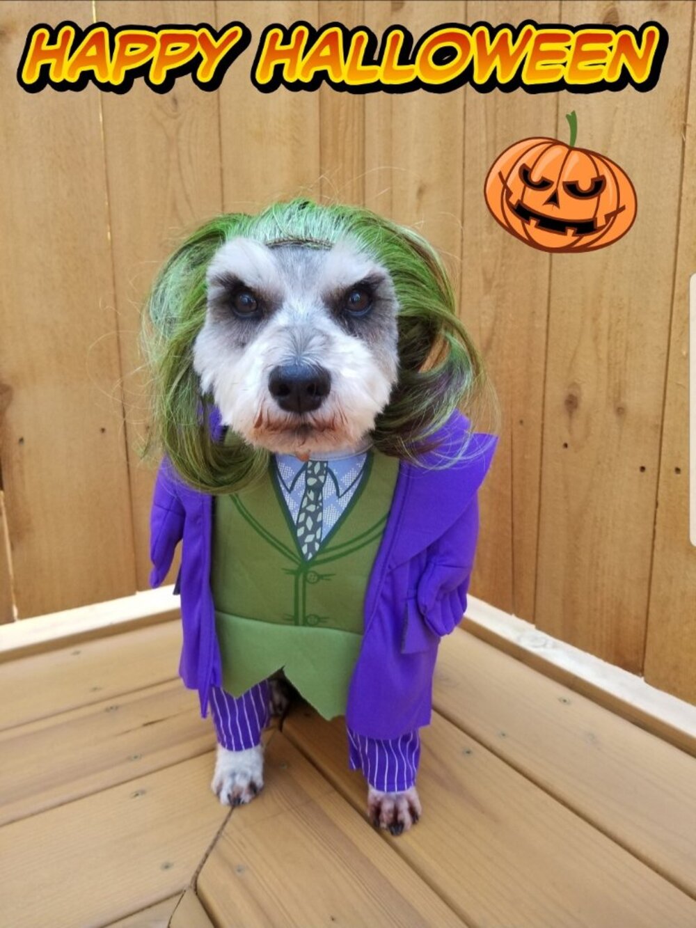 Joker Dog Costume